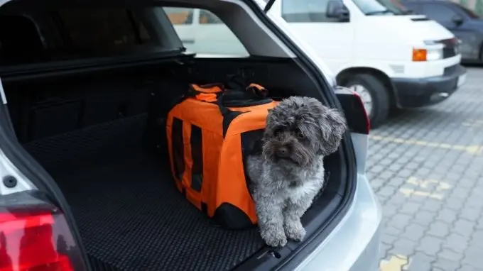 Perro en un trasportín dentro del maletero