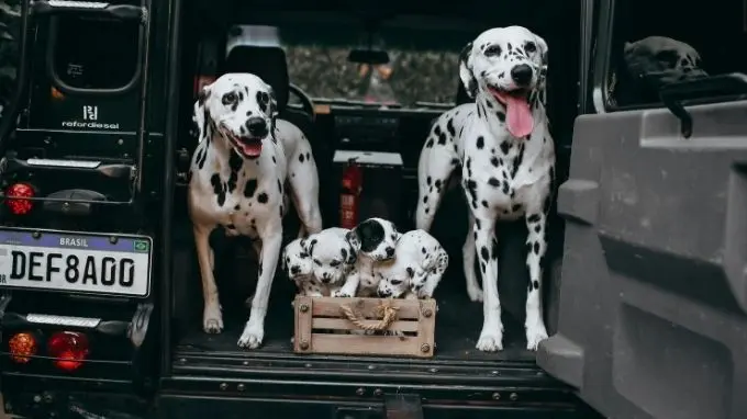 Vehículo SUV espacioso con perros en su interior
