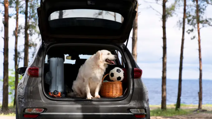 2 Perro el maletero de un coche