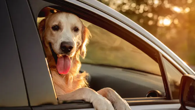 Post (1) Perro asomado por la ventanilla de un coche de segunda mano