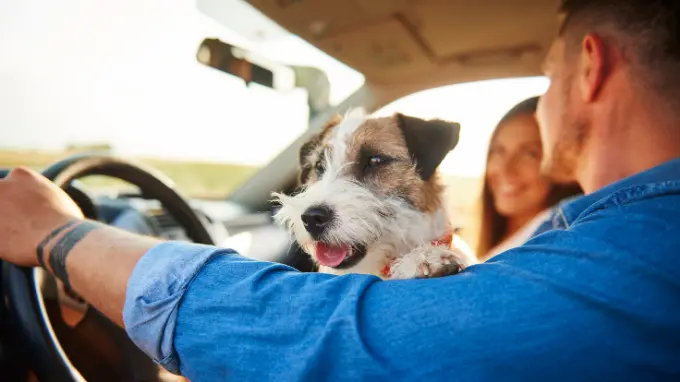 Post Perro encima de su dueño dentro de un coche de ocasión